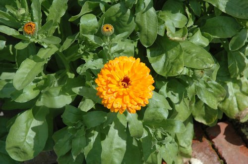 flower  garden  yellow