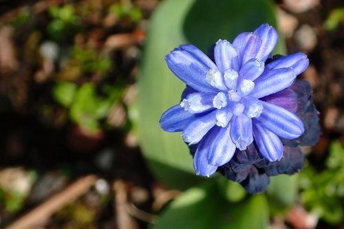 flower  muscari  purple