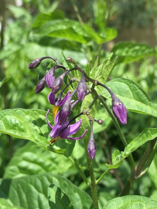 flower  meadow  plant