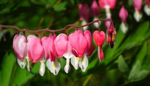 flower  hearts  pink