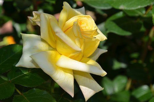 flower  blossom  plant