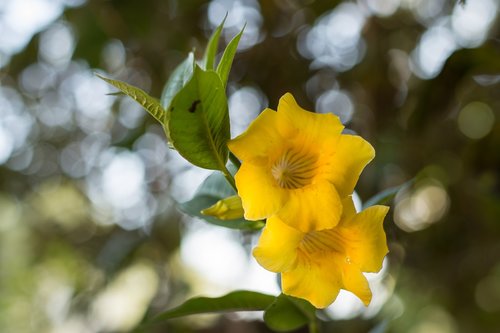 flower  yellow  yellow flower