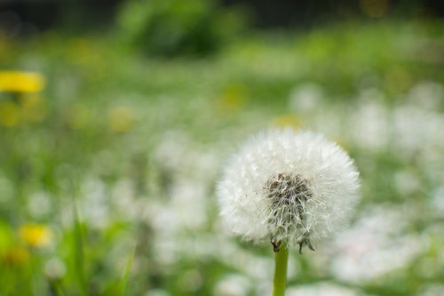 flower  nature  wildflowers