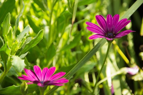 flower  plant  nature