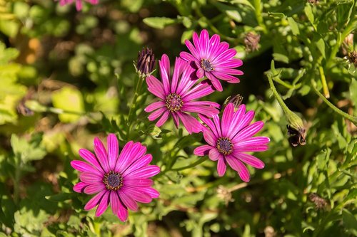 flower  plant  nature