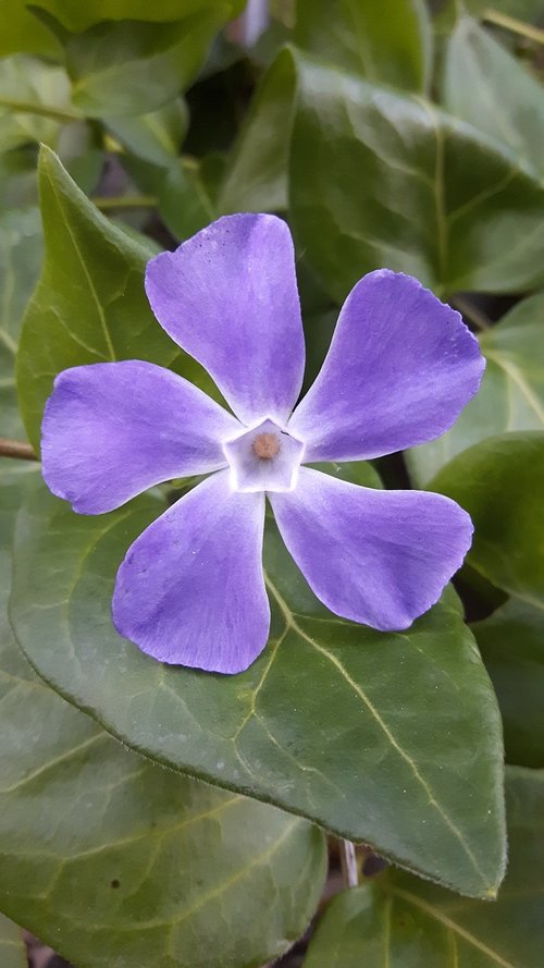 flower  periwinkle  nature