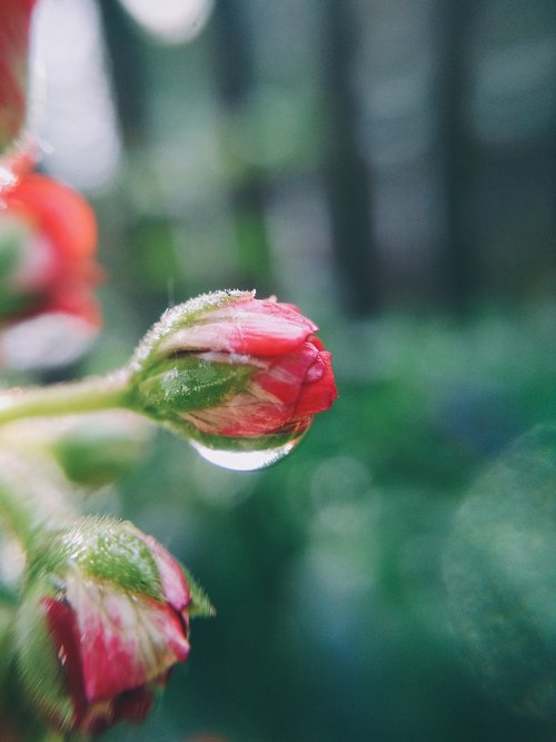 flower  drop  macro