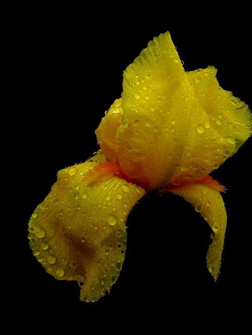 flower macro iris