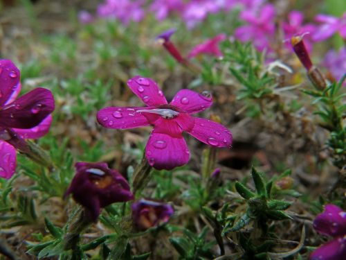 flower nature macro