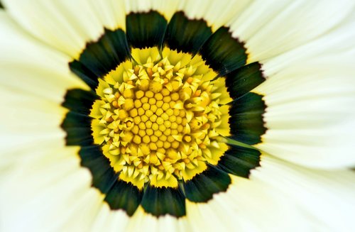 flower  garden  pollen