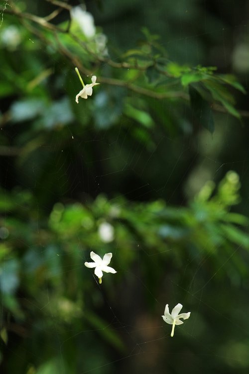 flower  web  floral