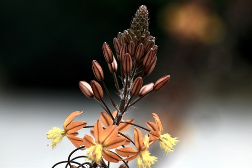 flower  bulbine  southern africa