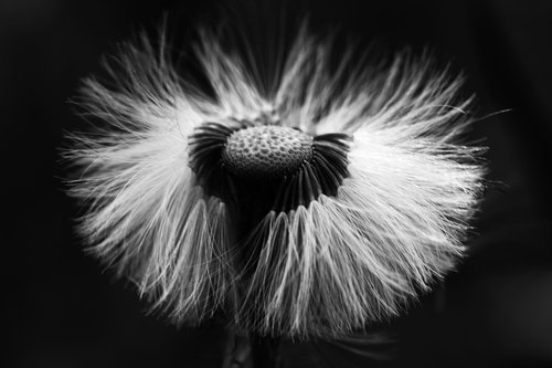 flower  macro  nature