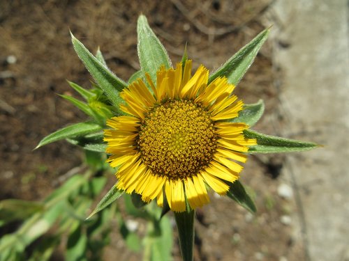 flower  summer  green