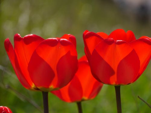 flower flowers nature