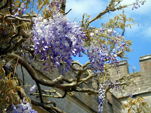 flower  climber  nature