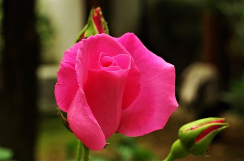 flower  rosa  pink rose