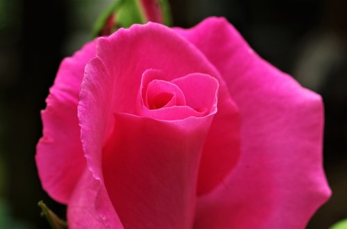 flower  rosa  pink rose