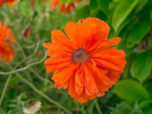 flower  poppy  red