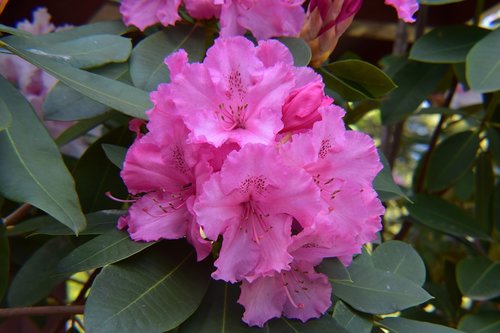 flower  pink  floral