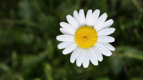 flower daisy yellow