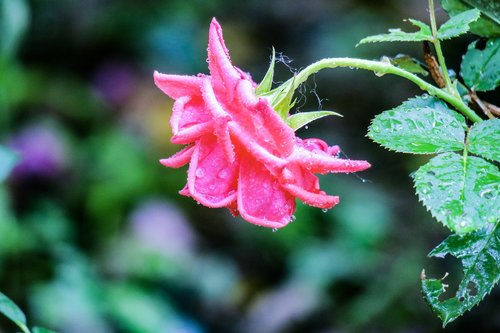 flower  nature  plant