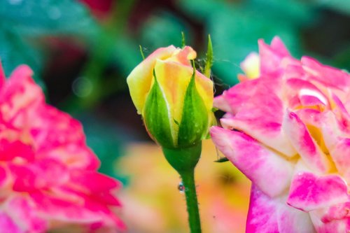 flower  nature  plant