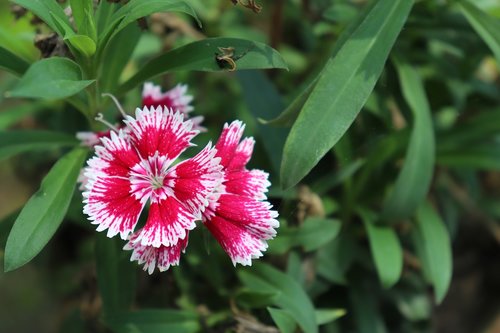 flower  red  nature