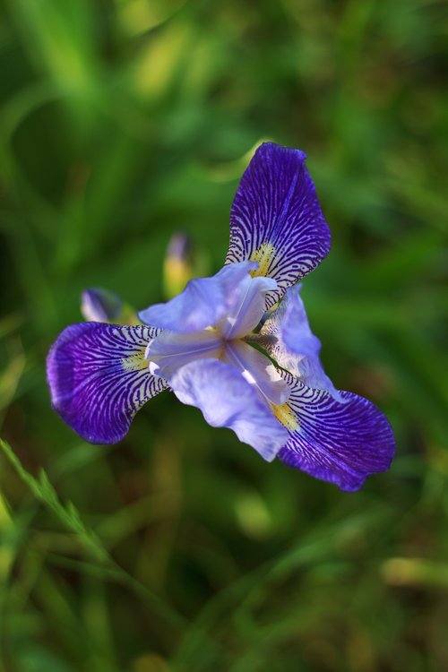 flower  spring  plant