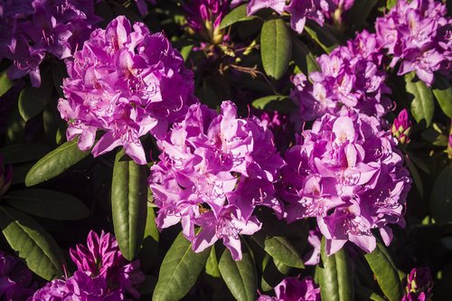 flower  flowering shrub  bright