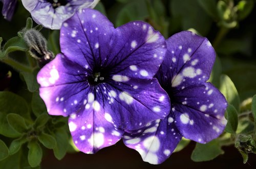 flower  purple  purple flower