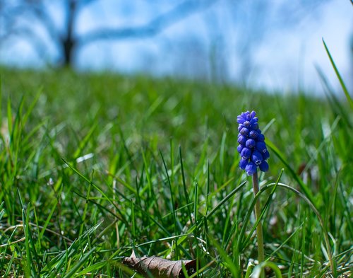 flower  close  nature