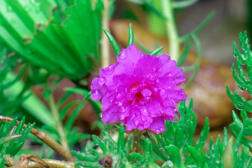 flower  綻  plant
