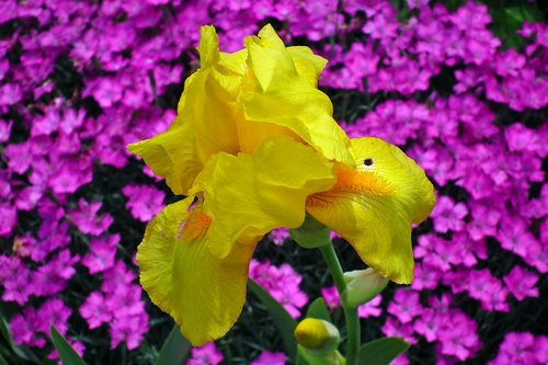 flower  iris  yellow