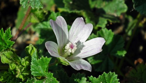 flower  grasshopper  white