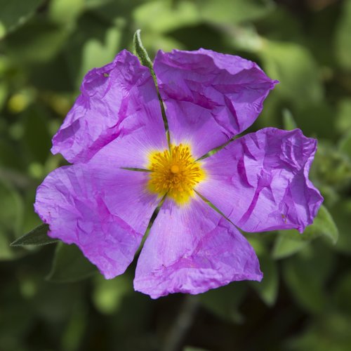 flower  violet  yellow