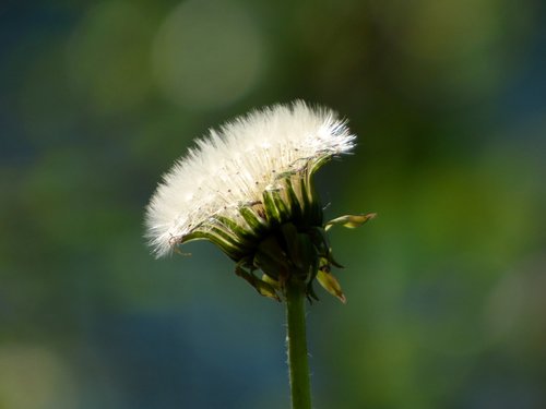 flower  nature  plant