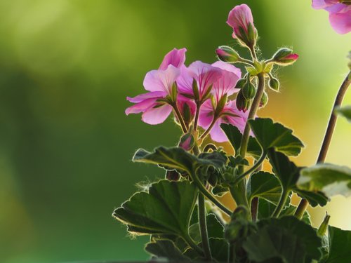 flower  peralgonia  nature