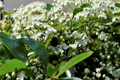 flower  bloom  flowers