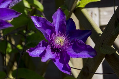 flower  clematis  blossom