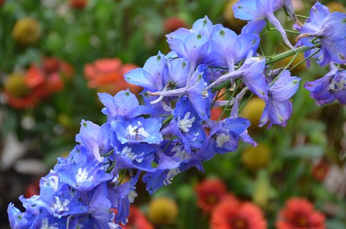 flower  natural  blossom