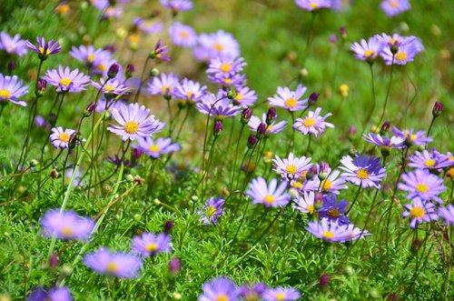 flower  garden  nature