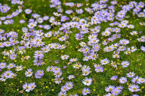 flower  bloom  blossom