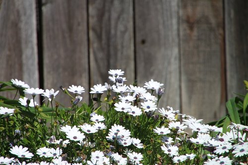 flower  backyard  white