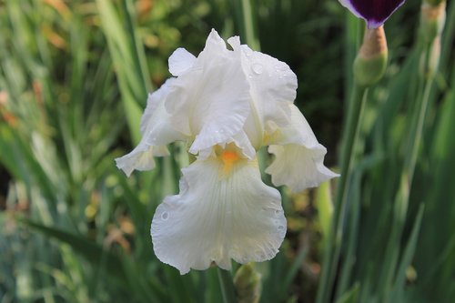 flower  iris  white
