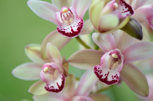 flower  orchid  bloom