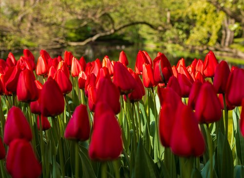 flower  tulips  garden
