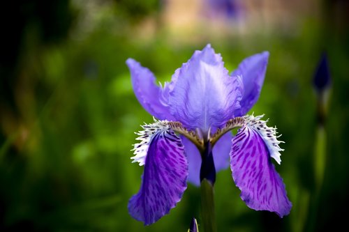 flower  flora  sunlight