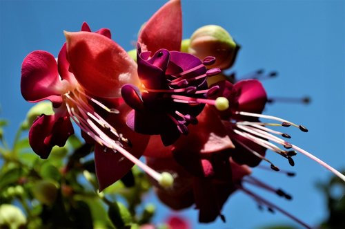 flower  bloom  garden