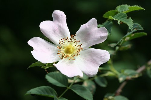 flower  wild  rose hips